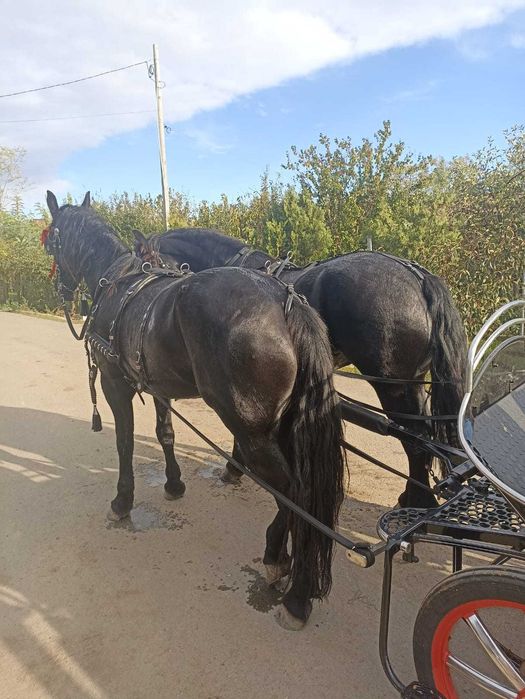 Iepe friesieni, maraton, hamuri si clopotei de vanzare