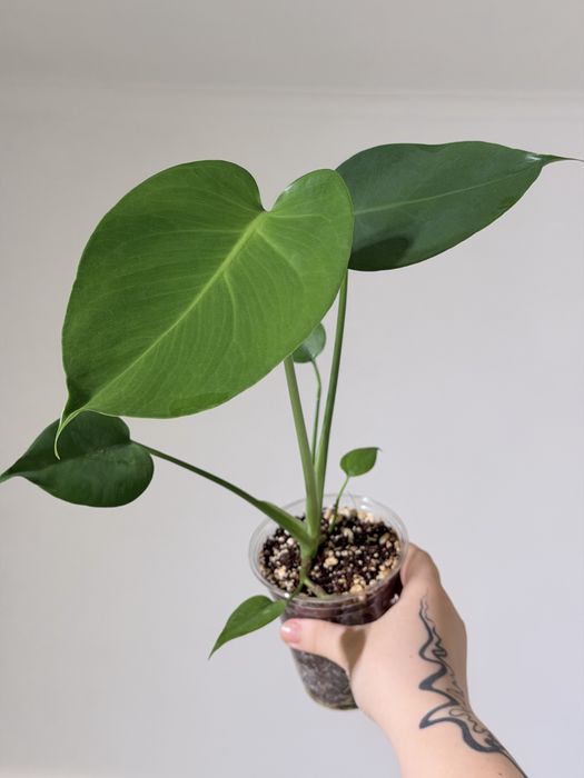 Monstera Deliciosa plantă de camera