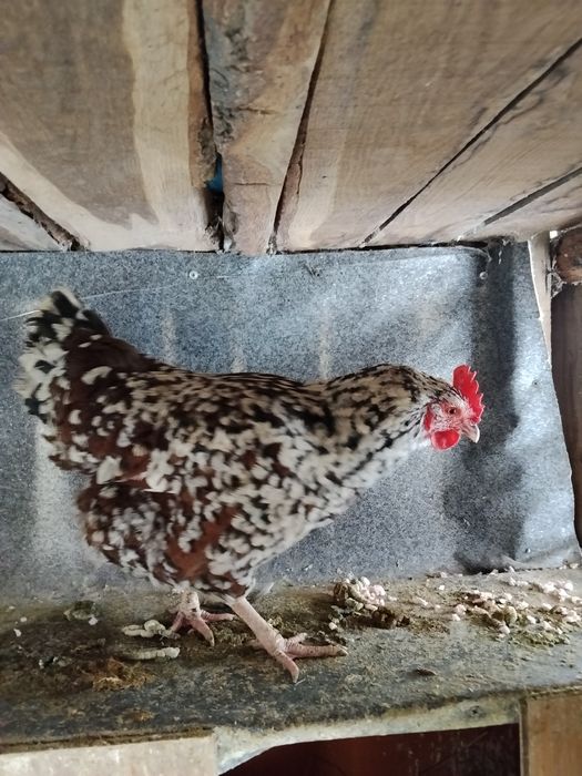 Schimb sau vând ce se vede.