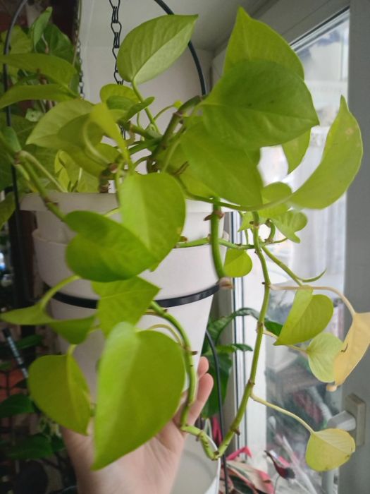 Продам комнатные цветы