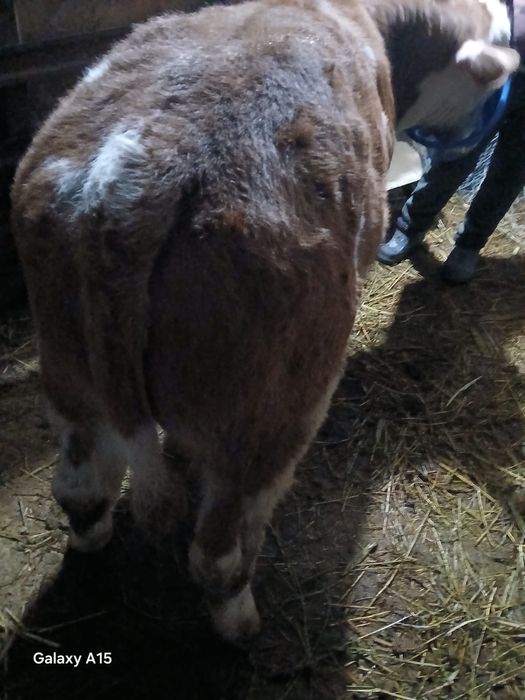 Vand 2 vitei baltati