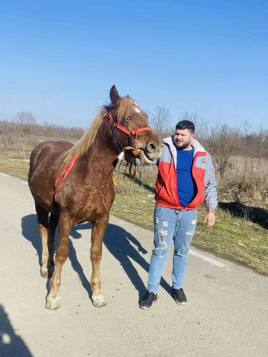 Manza de un an jumate