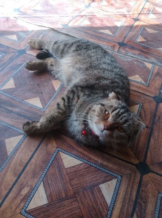 Mushuk sotiladi (moda)