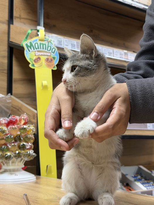 Котенок маленкий/ая