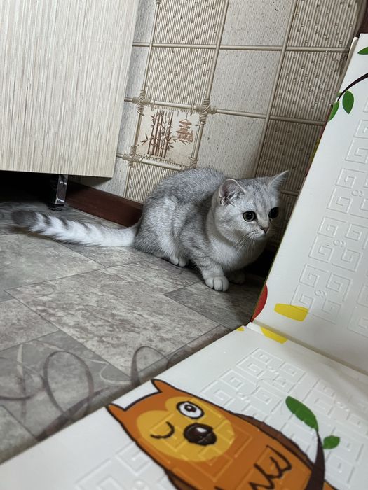 Шиншилла котенок