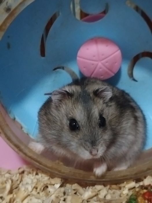 джунгарский хомяк