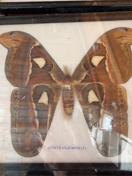 attacus atlas moth f