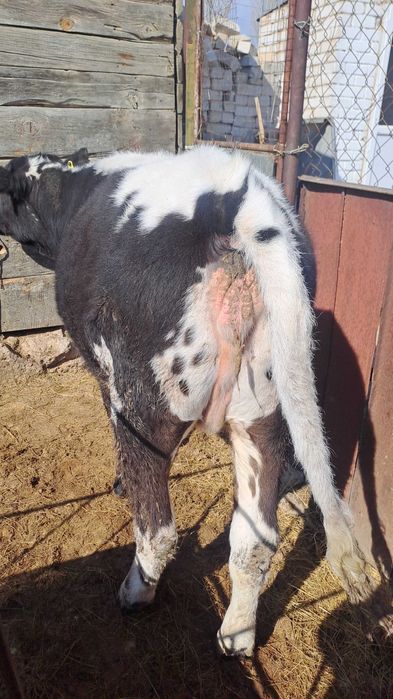 Две телки в продаже ,в хорошем состоянии , можно держать для улучшения