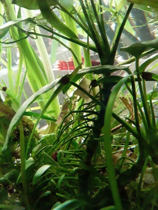 Продается аквариум