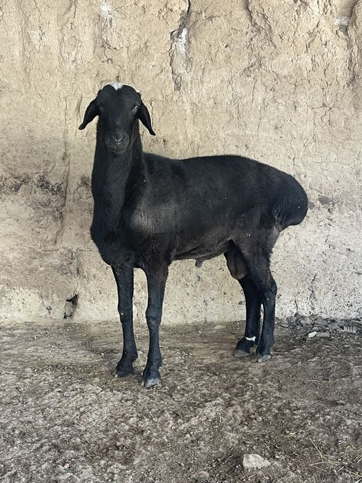 Yosh qochqor sotiladi