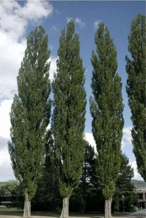 Тополь пирамидальный