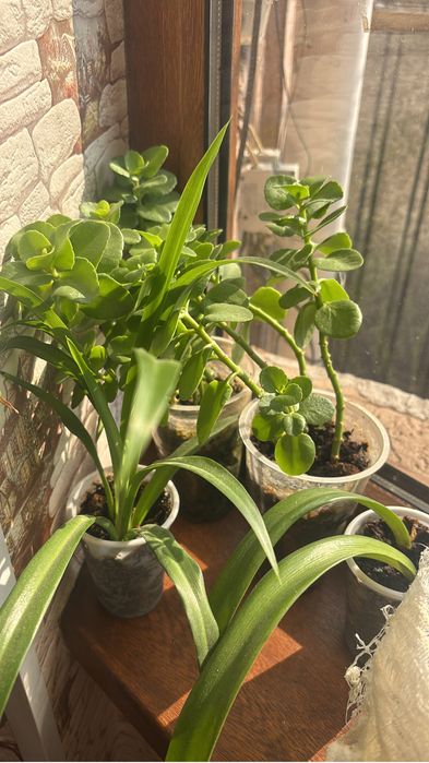 Цветы комнатные растения