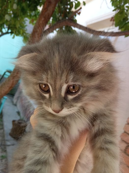 Вислоухий котенок