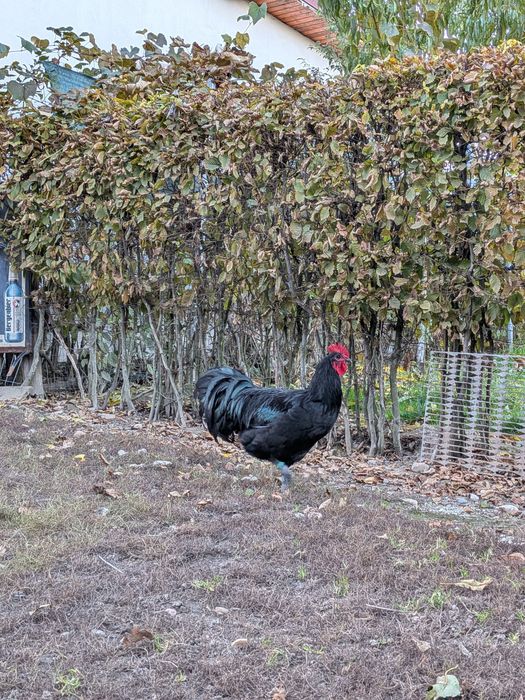 Cocoși Austrlorp negru și la schimb