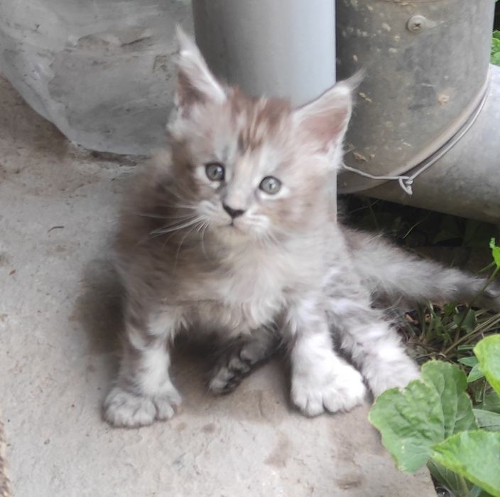 Кошечка полидакт