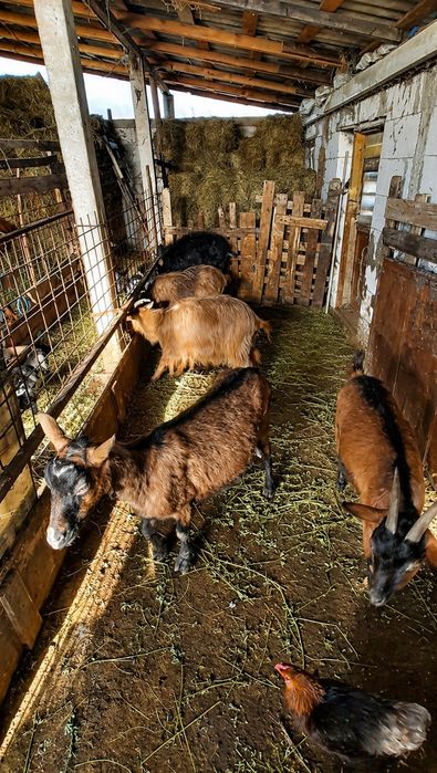 Vând lot de 4 capre + 1 țap, animale sănătoase, crescute în gospodărie.