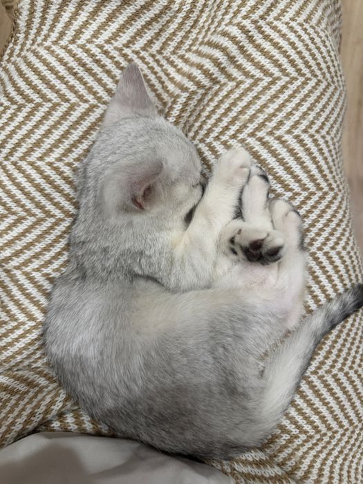 Котенок Британская шиншилла, породистая