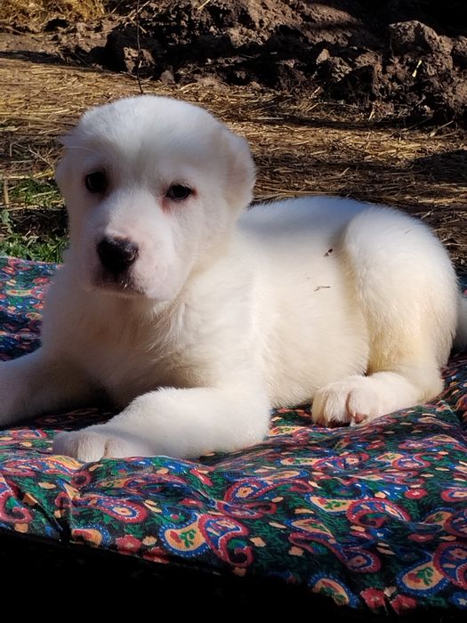 Щенки АЛАБАЙ девочки продается