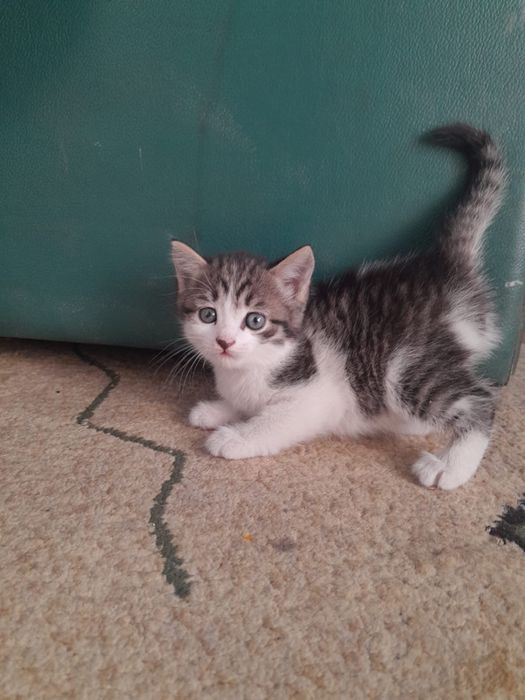 Отдам котят в добрые руки!!!