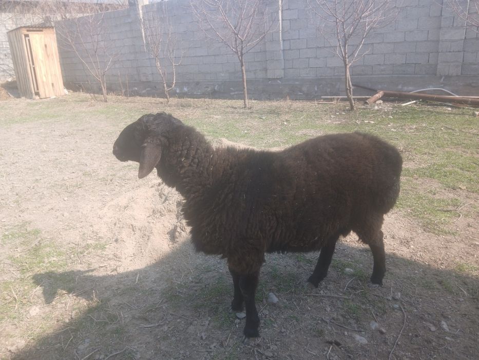 Гиссар қой сатылады