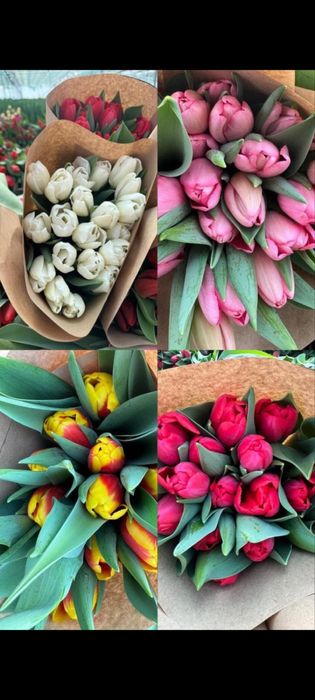 Тюльпаны красивые