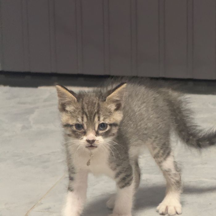 Котята канадского сфинкса