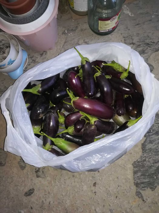 Домашние баклажаны свежие