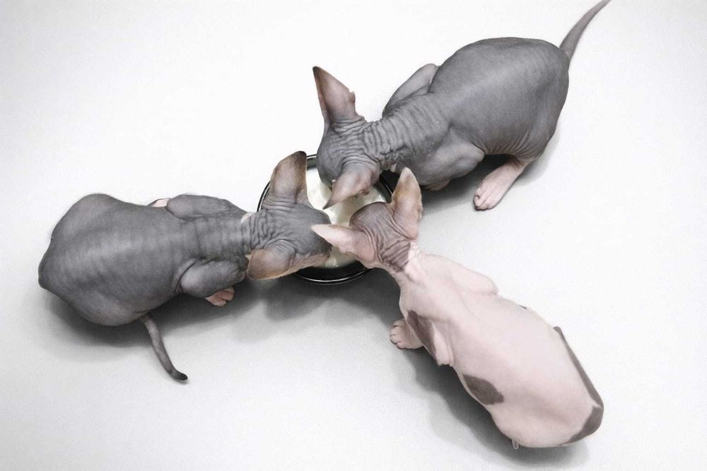 Продаются котята Канадского сфинкса