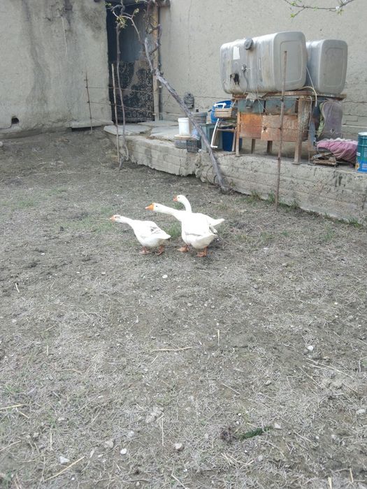 Ĝozlar sotiladi.