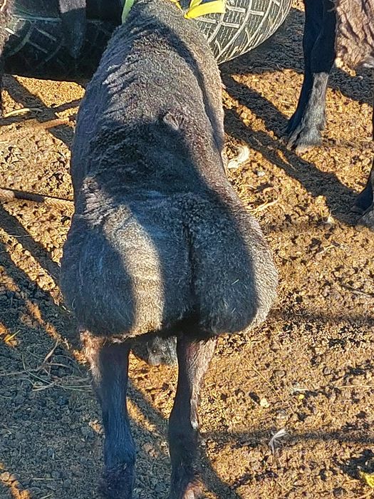 Продам баранов (овцематки)