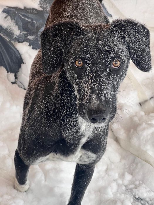 Собака Тазы