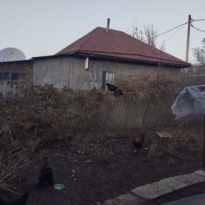 Продам петухов 5 шт