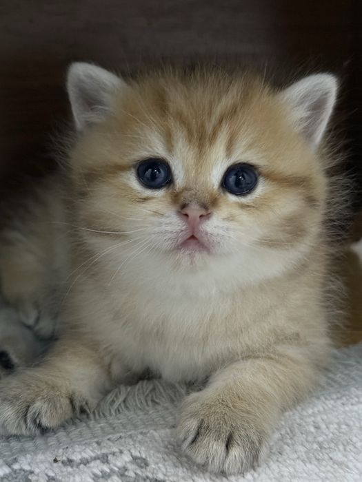 Британские  котятки!
