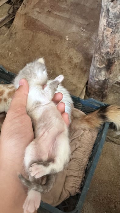 Продам красивого котенка