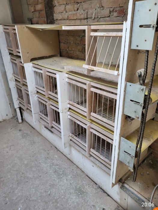 Boxe pentru porumbei cu bandă