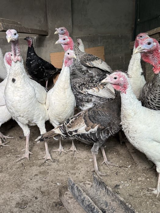 Продается индуки