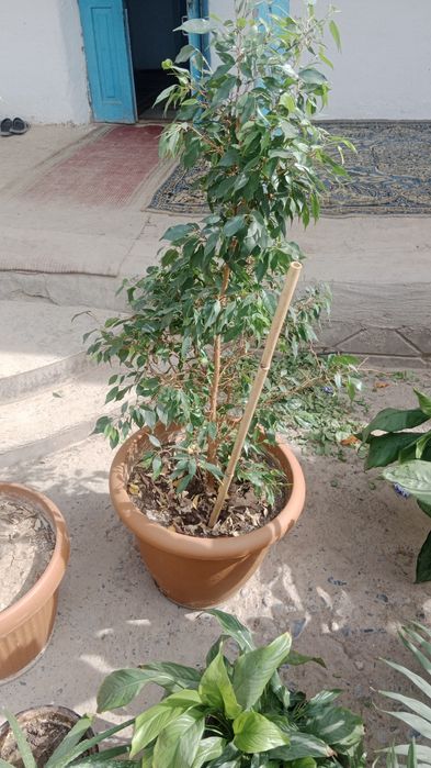 Цветы әдемі гүлдер