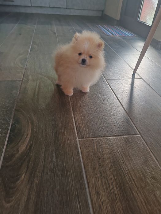 Померан  мъжко мъжко