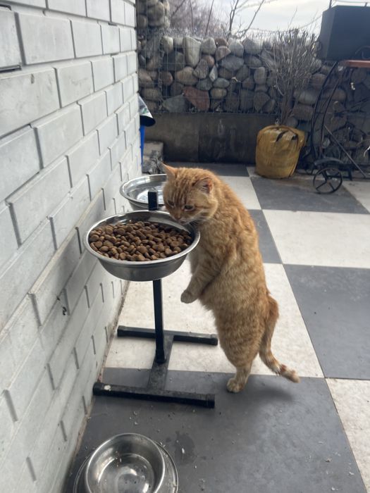 Котята крысоловы