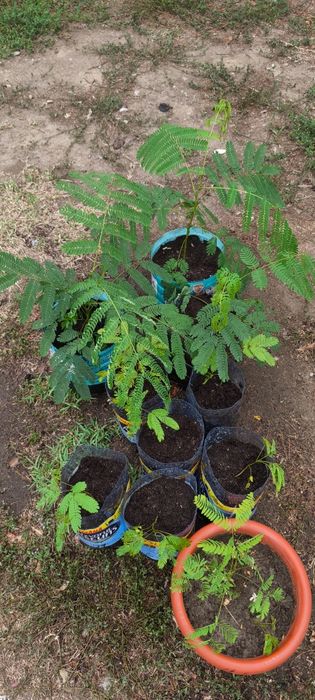 Stoloni de capsuni și puieți albiția