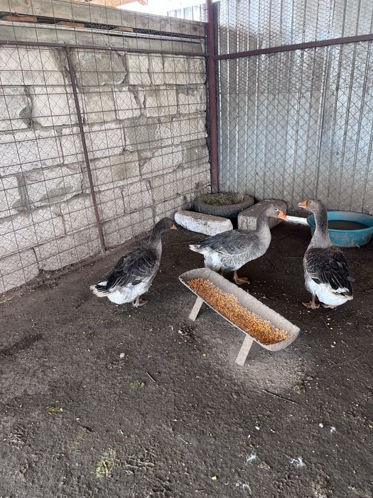 Gaste, gaini, rate, curci