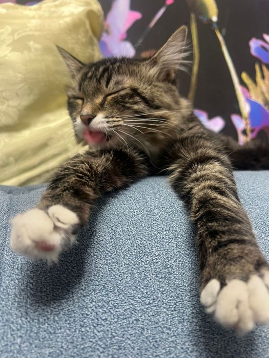 Котенок  просто чудо