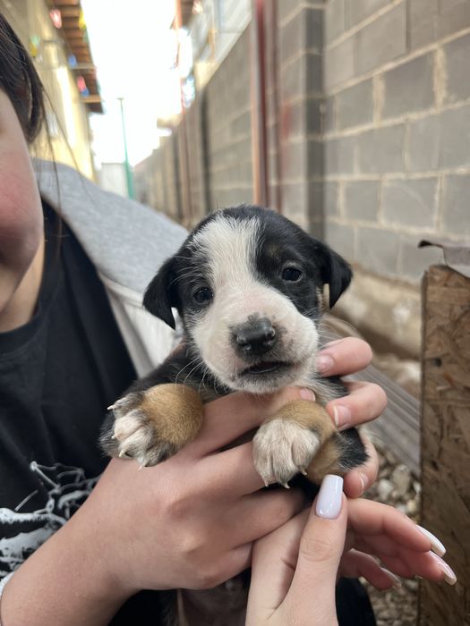 Щенята даром в хорошие руки!