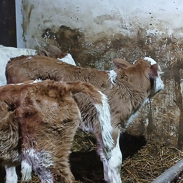 Vitei baltata românească