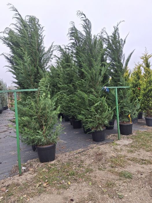 Vând tuia leylandii chiparos la oferta 2,50 m