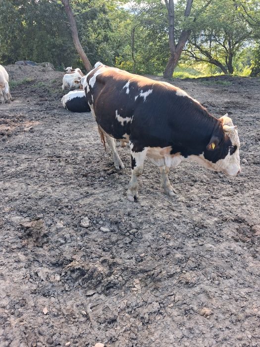 Vand vaca si taur