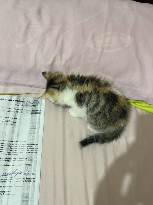 Продаётся котёнок британской породы.