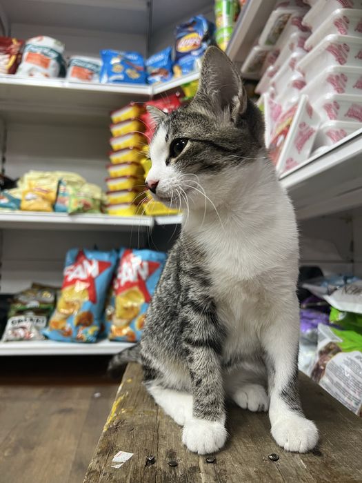 Кошка домашняя бесплатная