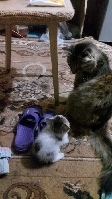 Отдам котёнка в хорошие руки