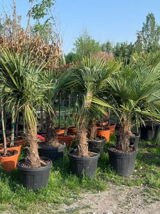 Palmier tranchicapus, care rezista la temperaturi scăzute